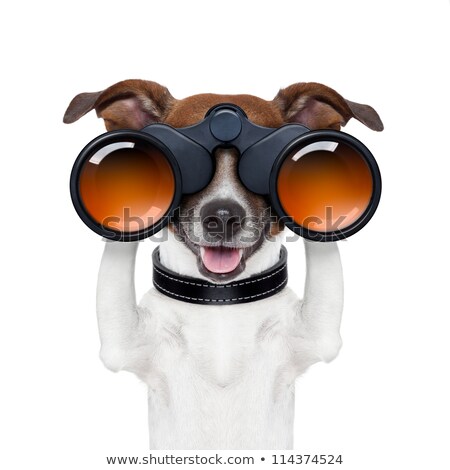 Stockfoto: Binoculars Searching Looking Observing Dog