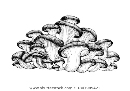 Foto stock: Mushroom Group Isolated