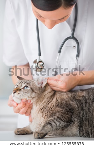 [[stock_photo]]: Veterinarian Looking Ear Of A Cat While Doing Checkup At Clinic