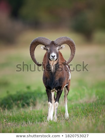 Zdjęcia stock: Black Mouflon