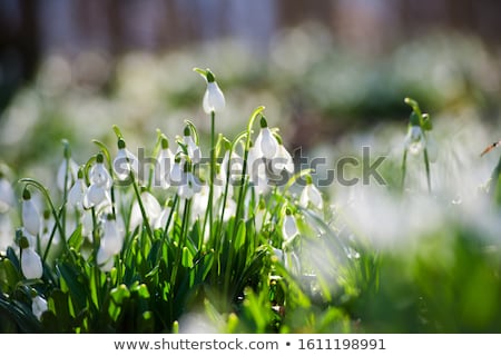 [[stock_photo]]: Snowdrops