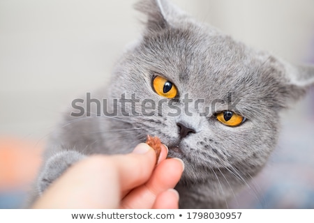 Stock photo: Feeding Treats