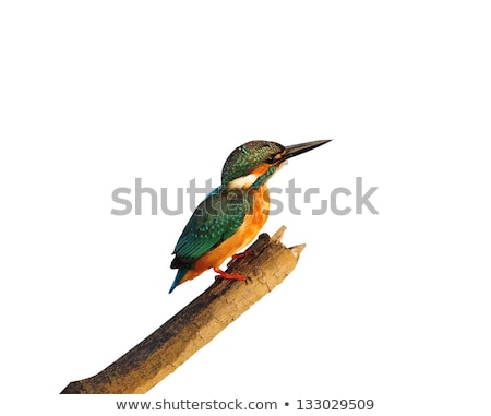 Imagine de stoc: Malachite Kingfisher On A Reed