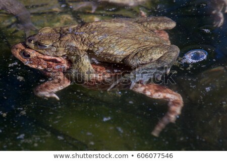 Foto d'archivio: Mating Of Toads