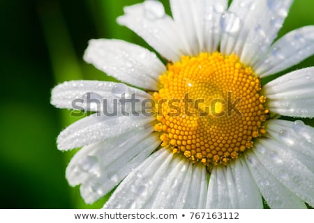[[stock_photo]]: White Daisy Flower Close Up Background