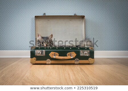 ストックフォト: Cat Lying In Packed Suitcase