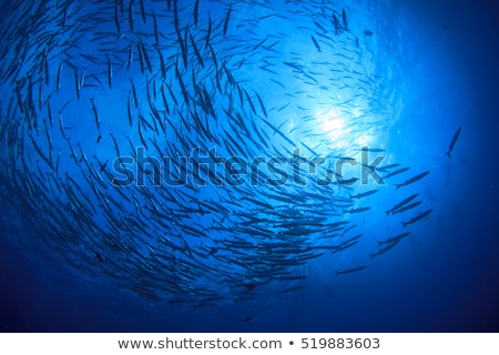 Stock fotó: Diver And Fish Under The Sea