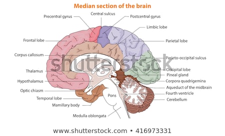 Stock fotó: Human Brain Lobes