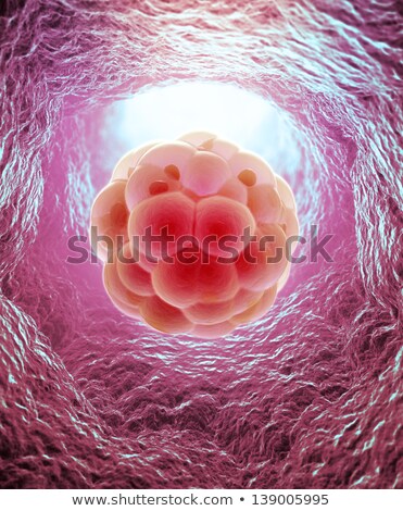 [[stock_photo]]: Implanted Human Embryo Concept
