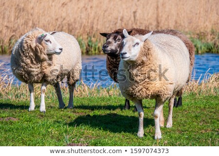 Сток-фото: Two White Dutch Sheep In Green Spring Meadow