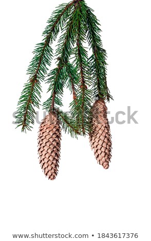 ストックフォト: Green Fluffy Cedar Branch And Two Cones