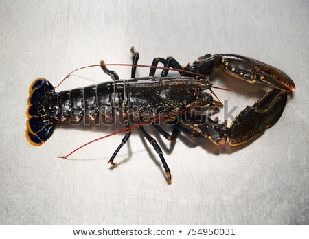 Foto stock: A Lobster On A Stainless Steel Surface
