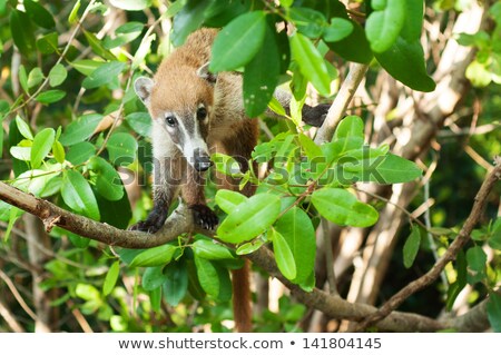 Stock photo: Mexico Jungle Lookout