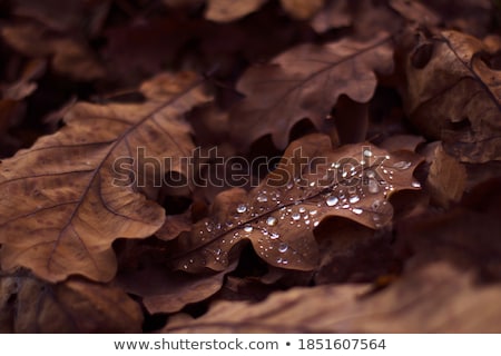 Foto stock: Autumn Nature Background