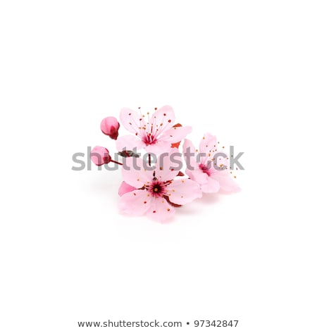 [[stock_photo]]: Cherry Blossom Flowers On White Background