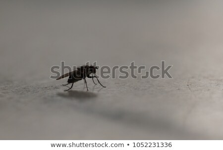 Stok fotoğraf: Iridescent House Fly In Close Up