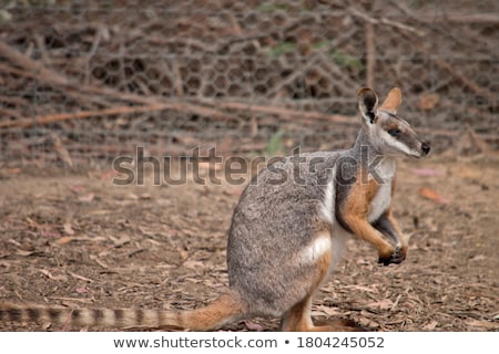 Stock fotó: Yellow Footed Rock Wallaby