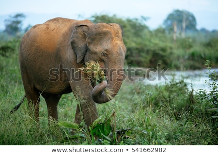 Foto stock: Lefante · comendo