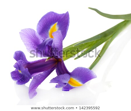 ストックフォト: Iris Flower With Water Drops