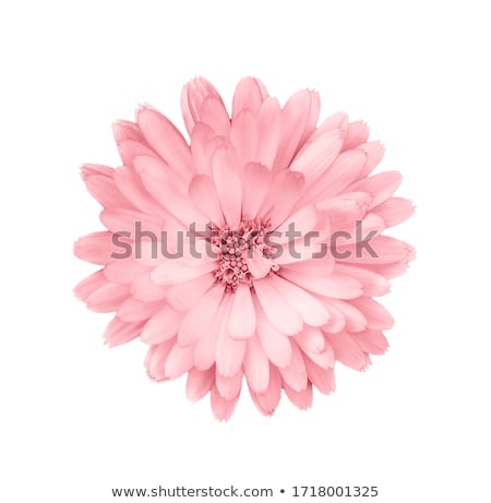 Stok fotoğraf: Beautiful Pink Flowers