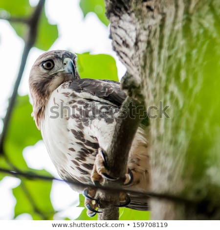 Foto stock: Hawk Hunting For A Squirrel On An Oak Tree