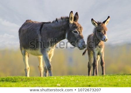 Stock fotó: Donkey Farm