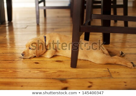Сток-фото: Labrador Puppy Under Chair