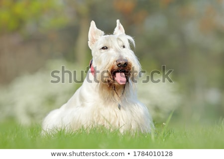 Foto stock: The Portrait Of Two Scottish Terrier Dogs