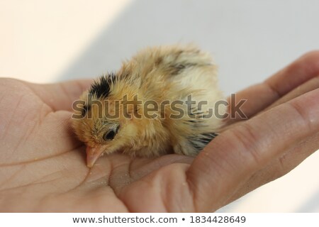 Stock fotó: Serama Chick In Hand