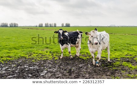 ストックフォト: Cow In Muddy Water