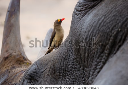 Foto stock: African White Rhino