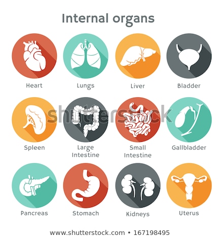 Stock fotó: Medical Human Organs Icon Set With Body