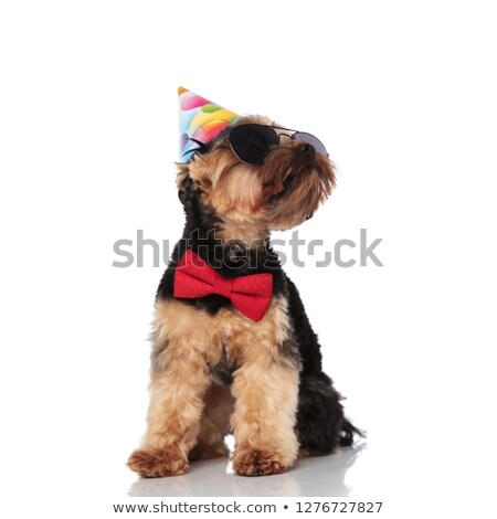 ストックフォト: Stylish Yorkshire Terrier Wearing Birthday Hat Looks Up To Side