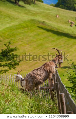 ストックフォト: Goat On Alpine Meadow With Green Grass And Flowers By The Fence