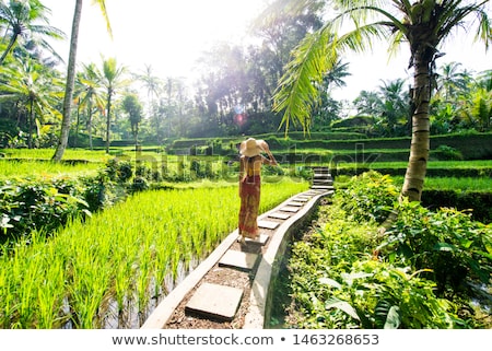 Zdjęcia stock: Young Woman On Green Cascade Rice Field Plantation At Tegalalang Terrace Bali Indonesia