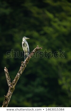 Stockfoto: Grey Heron Ardea Cinerea In Flight In Lovely Evening Light  