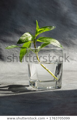 ストックフォト: Mint Grows Vertical Background