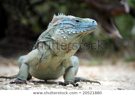 Сток-фото: Cayman Islands Blue Iguana
