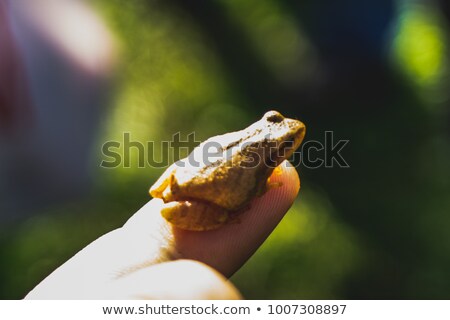 ストックフォト: Little Frog On Finger Tip