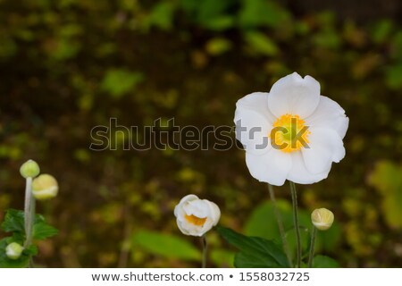 Stock photo: Aleutian Avens