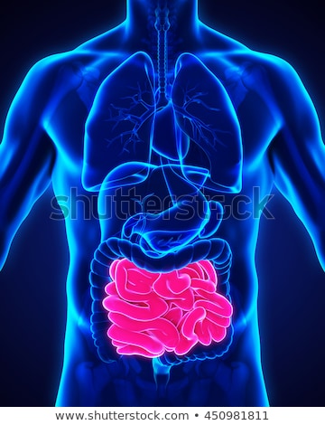 Stock fotó: 3d Rendered Illustration Of The Male Small Intestine