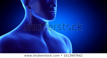 Stock photo: 3d Rendered Illustration - Skeletal Neck