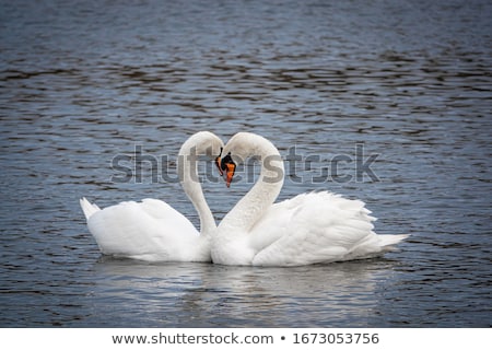 Foto d'archivio: Two Of Swans