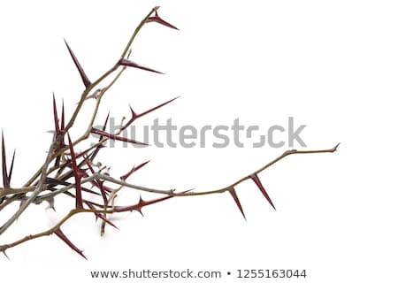 Foto stock: Dry False Acacia Branches