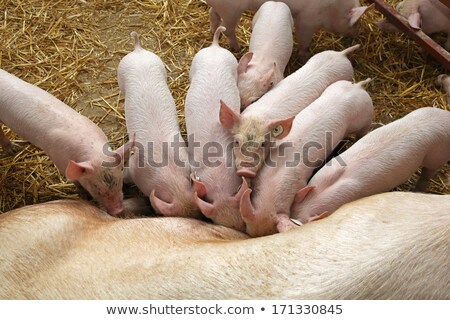 Сток-фото: Pigglets And Sow