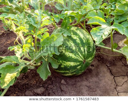 Stock foto: Watermelon Under Sunlight