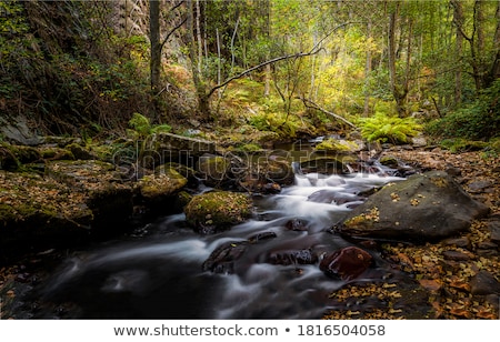 Stock photo: Creek Flowing