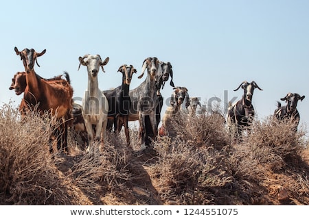 Stock foto: Flock Of Goats In The Mountains