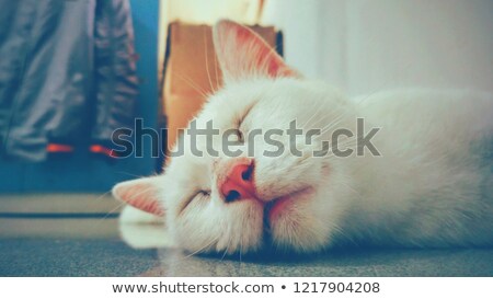 Foto stock: Cat Taking A Nap