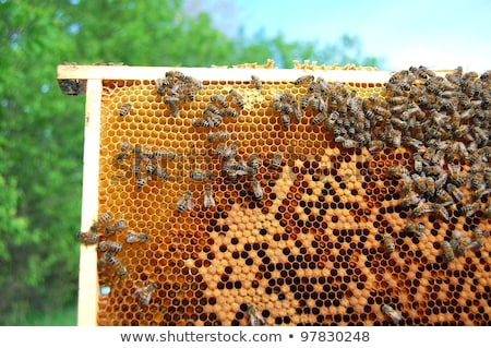 ストックフォト: White Hives And Lots Of Bees